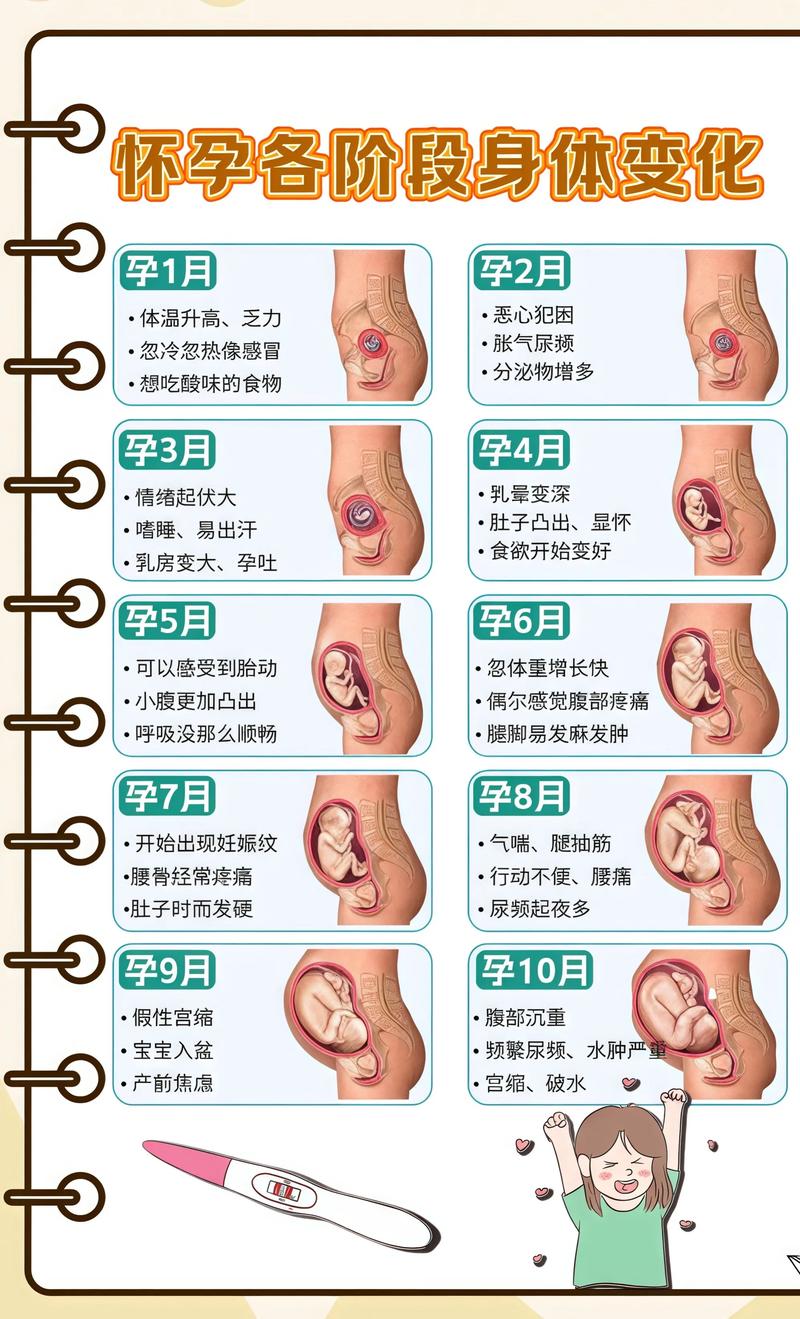 揭秘供卵代孕妈妈怀孕小腹分两节，孕期变化的奥秘渝北代生机构: